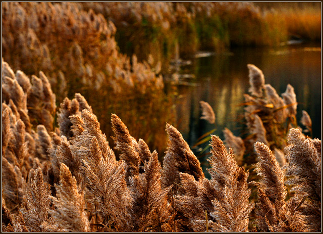 cattails-IMG_1671.jpg