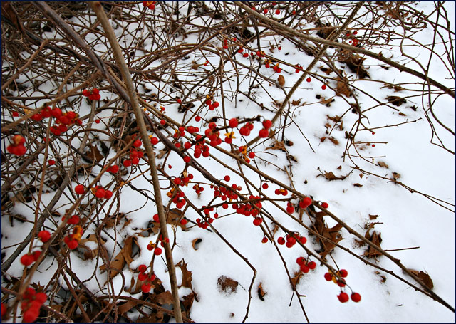 berries-white-IMG_2217.jpg