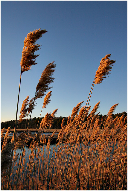 cattails-vert-IMG_2800.jpg