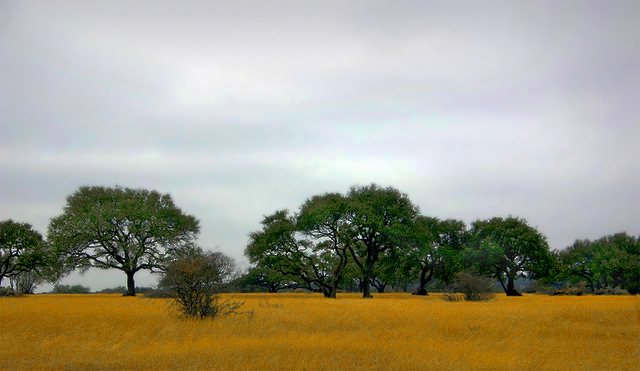 myra-grass.jpg