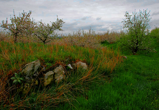 nova-orchard.jpg