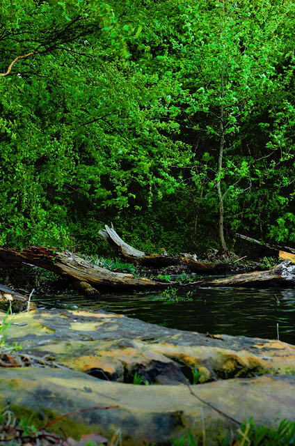davidc-river.jpg