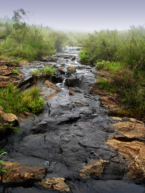 raziel-stream.jpg