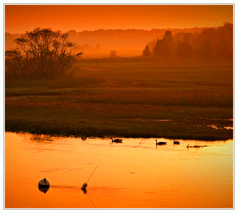 Geese & Mist  Sunrise