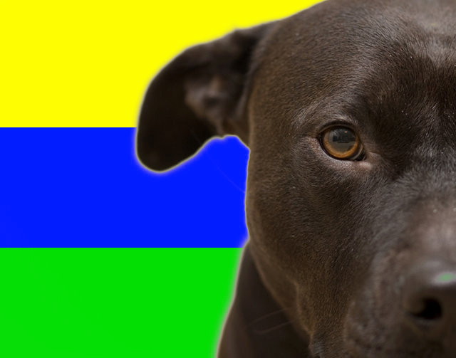 specialk-dog.jpg