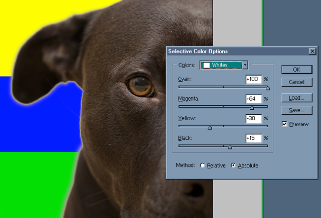 special-dog-color.jpg