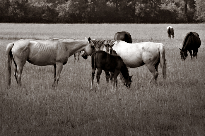 jfries-horsey-duo-CRW_2588.jpg