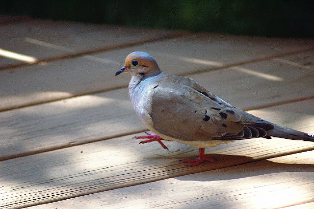 qbicle-pigeon.jpg