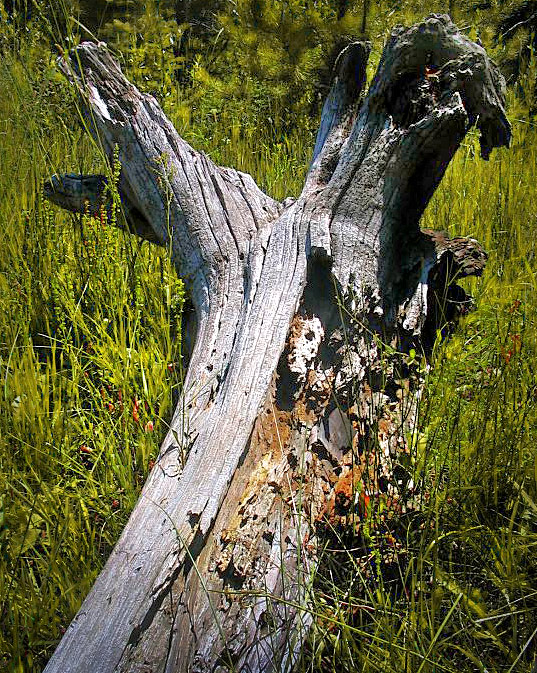 justin-stump.jpg