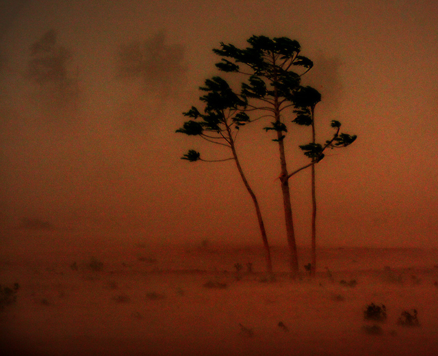 tejinder-trees_in_storm.jpg