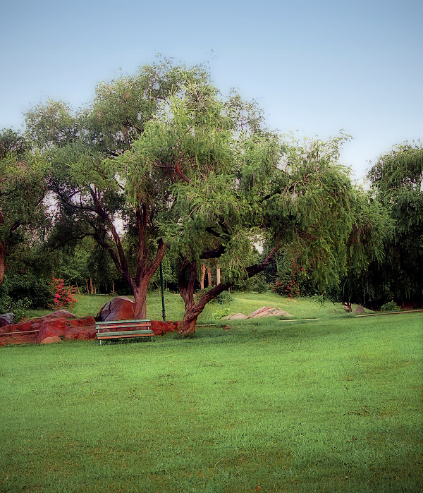 shauriya-tree.jpg