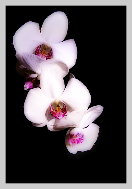 jwillerton-orchids.jpg