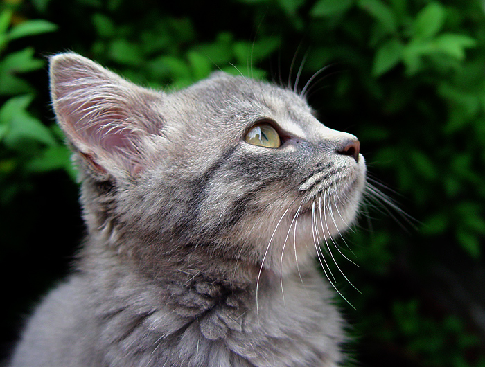 buzz-kitty.jpg