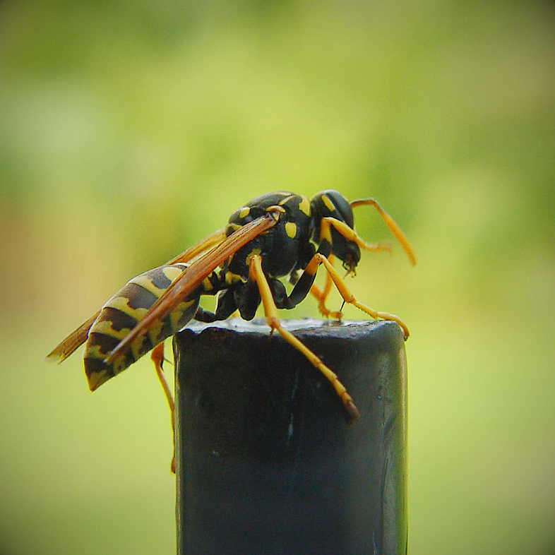buzz-bee.jpg