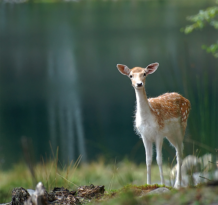 alain-deer.jpg