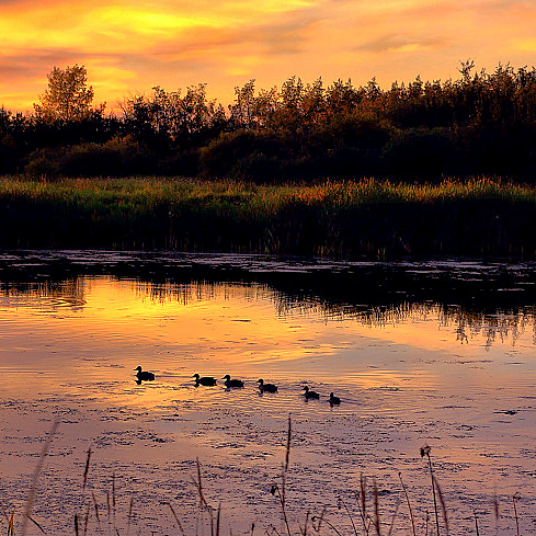 prism-ducks.jpg