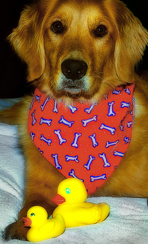 dallas-ducky-glow.jpg