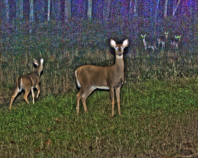 tony-deer-TM.jpg