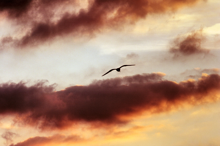 winter-gull-IMG_4037.jpg