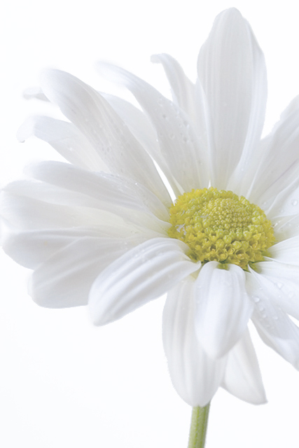 salmiakki-flower.jpg