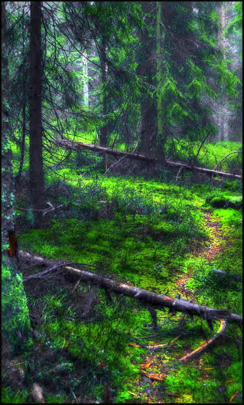 silverfoxx-forest-16-TM.jpg