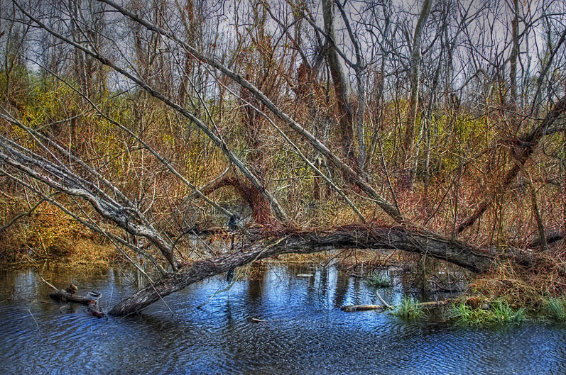 ken-swamp-TM.jpg
