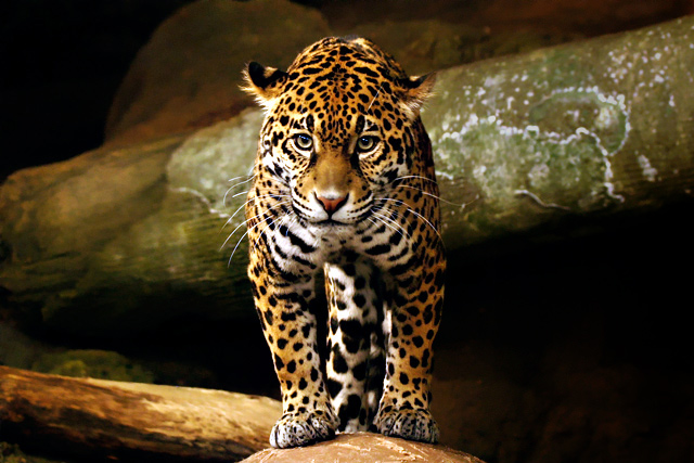 smarty-tiger.jpg