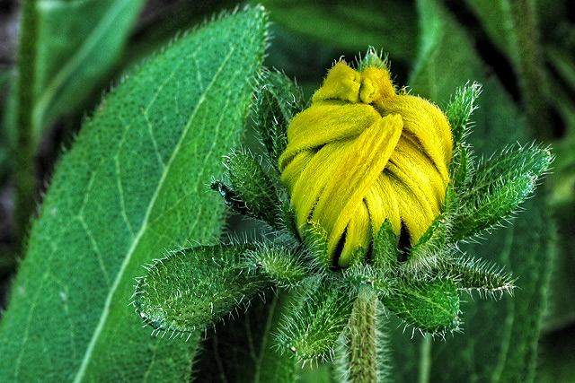 chaimelle-bud