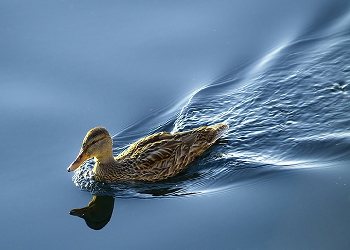 Fromac-Duck.jpg