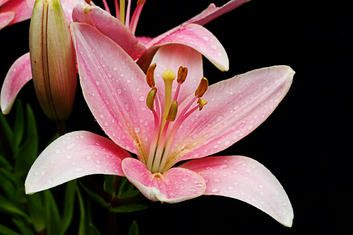 stargaze-lily.jpg