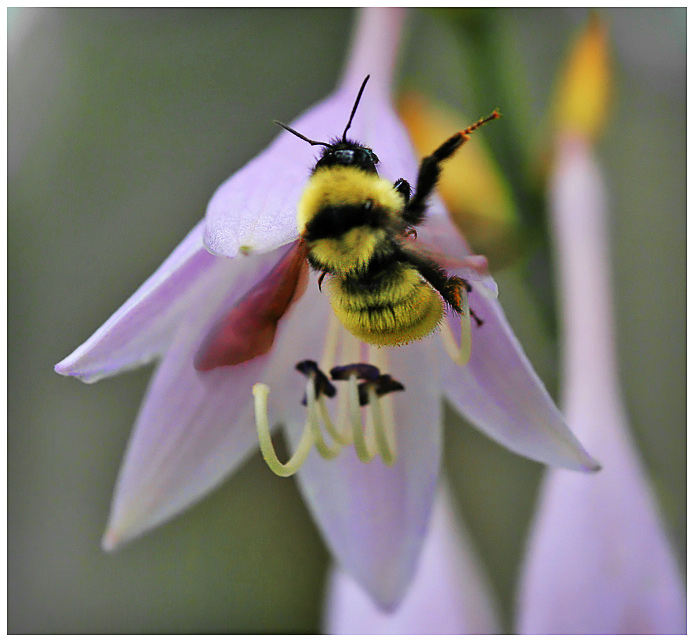 jmritz-bumble.jpg