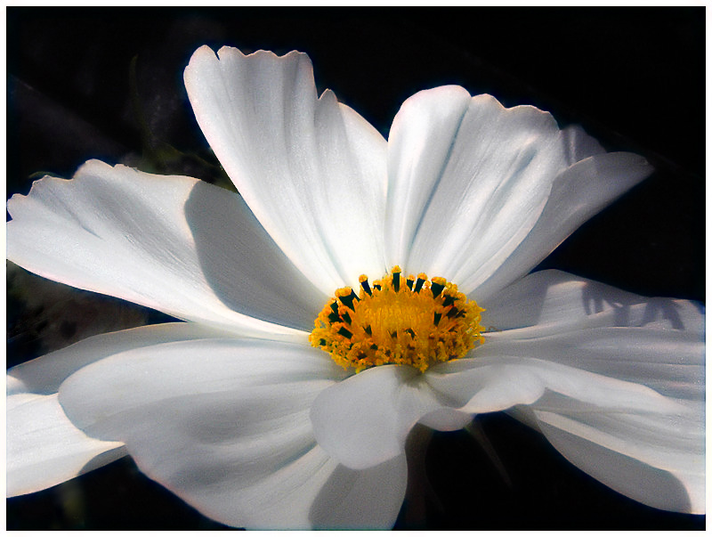 ephin-cosmos.jpg