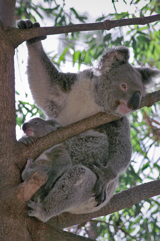 monique-koala.jpg