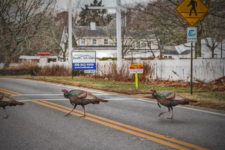 IMG_6976-comp-TM-turkeys.jpg