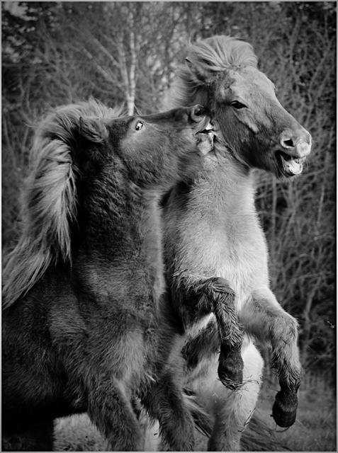 thomas-horses.jpg