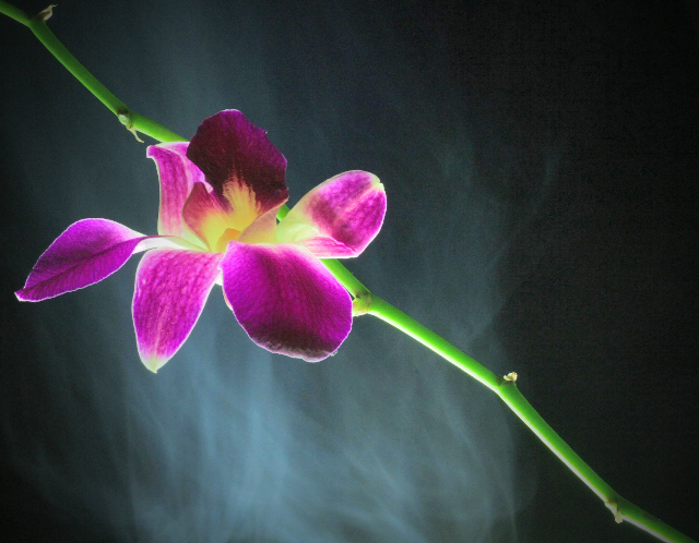 dragon-blossom.jpg