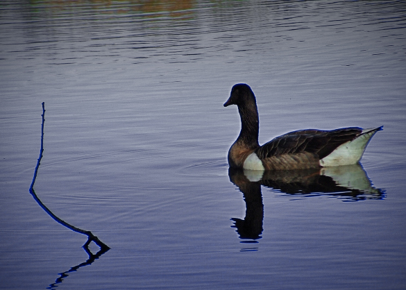 dpon-goose.jpg