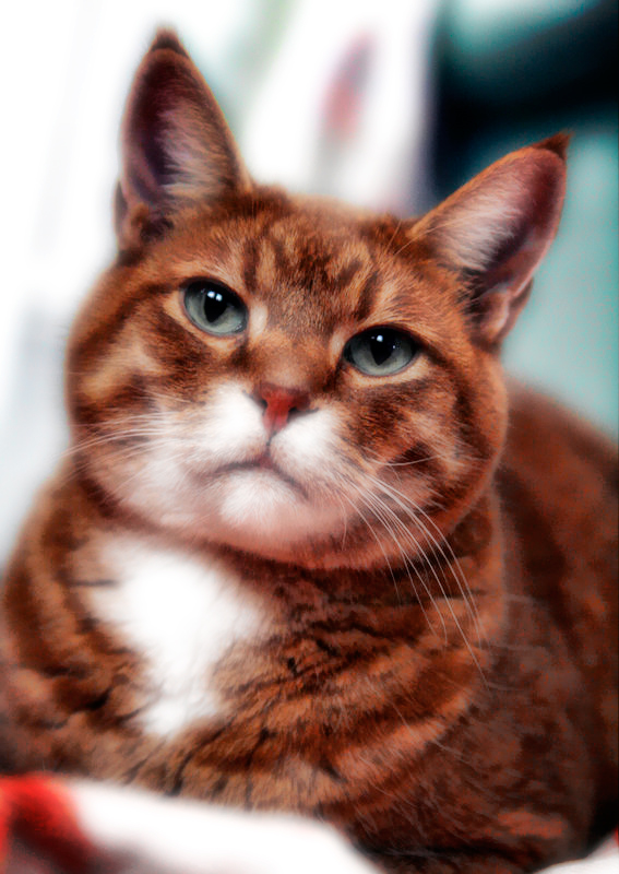 jdub-kitty.jpg