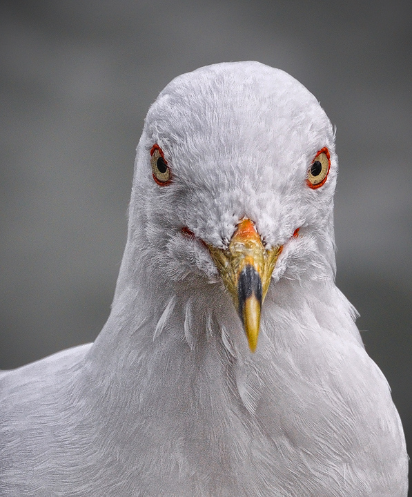 GULL2.jpg