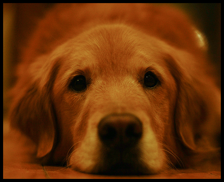 jm-golden-2.jpg