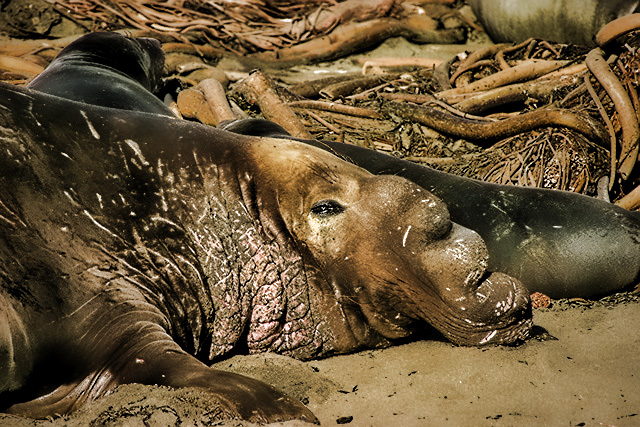 sfalice-elephantseal.jpg