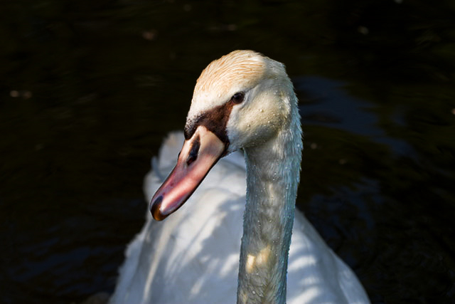 deb-swan.jpg