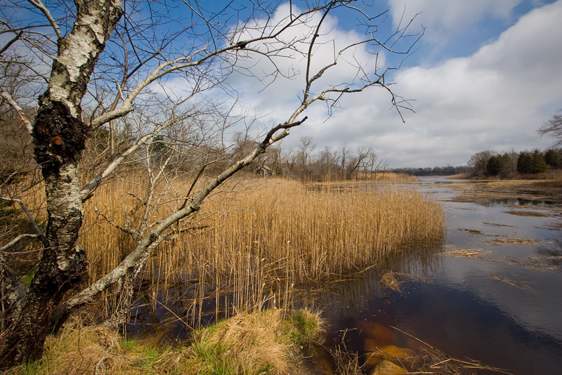 img_-2_8marsh-trunk.jpg
