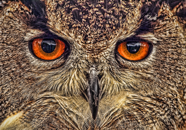 soulman-owl.jpg