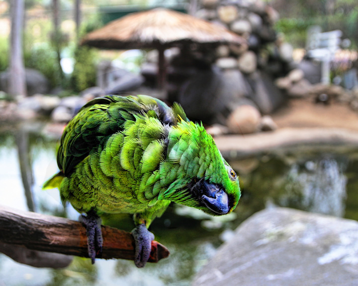 awpollard-parrot.jpg