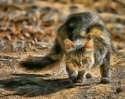 sfalice-kitty.jpg