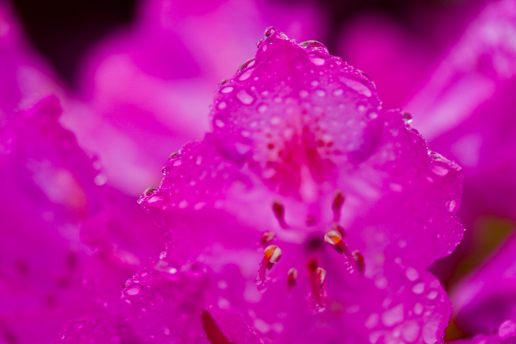 IMG_0110purpleorig.jpg