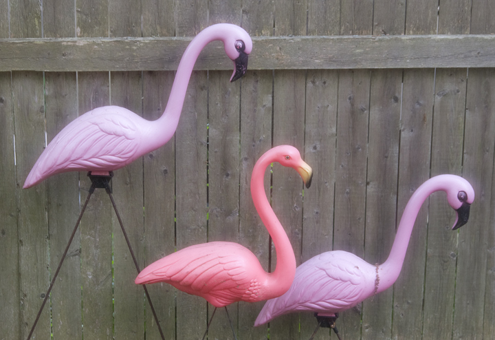 flamingos.jpg
