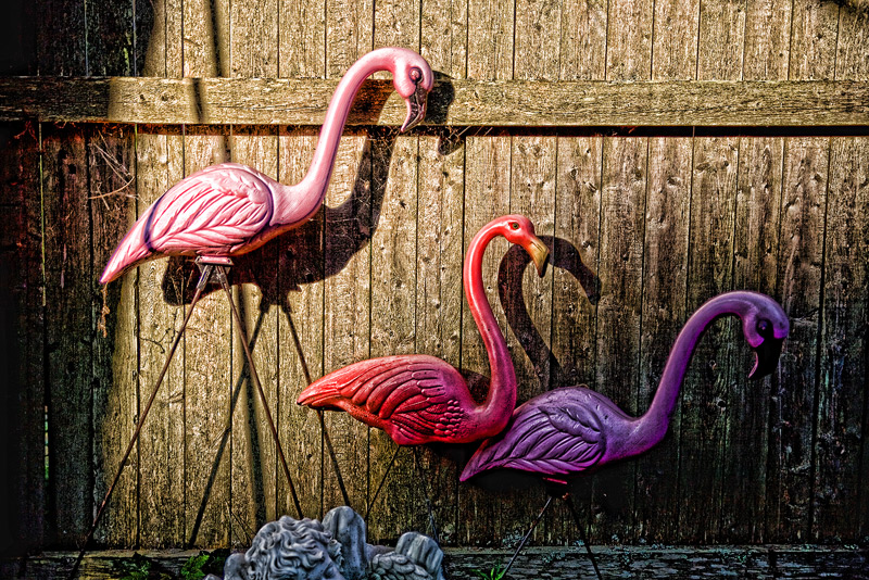 IMG_9828-flamingos.jpg