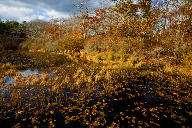 IMG_1372-black-pond-wide-800.jpg